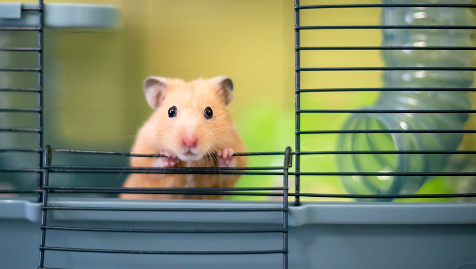 Ask Dr. Jenn: Are hamsters good first time pets for children?